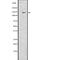 Spalt Like Transcription Factor 4 antibody, abx218433, Abbexa, Western Blot image 