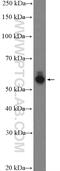 Nectin Cell Adhesion Molecule 1 antibody, 24713-1-AP, Proteintech Group, Western Blot image 