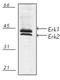 Erk1 antibody, ADI-KAP-MA001-D, Enzo Life Sciences, Western Blot image 