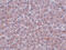 Lysine Demethylase 3B antibody, 5369, ProSci Inc, Immunohistochemistry paraffin image 