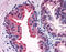 Kelch Like ECH Associated Protein 1 antibody, 28-176, ProSci, Immunohistochemistry paraffin image 