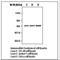 Checkpoint Kinase 2 antibody, LS-C62128, Lifespan Biosciences, Western Blot image 