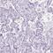 Cilia And Flagella Associated Protein 52 antibody, PA5-54731, Invitrogen Antibodies, Immunohistochemistry frozen image 