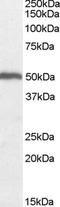 Origin Recognition Complex Subunit 4 antibody, EB05067, Everest Biotech, Western Blot image 