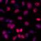 KI-67 antibody, A700-021, Bethyl Labs, Immunofluorescence image 