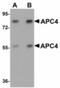 Anaphase Promoting Complex Subunit 4 antibody, LS-B4643, Lifespan Biosciences, Western Blot image 