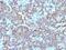 Mitochondria antibody, 33-253, ProSci, Immunohistochemistry frozen image 
