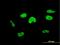 Transcription Elongation Factor A3 antibody, H00006920-M08, Novus Biologicals, Immunofluorescence image 