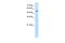 Serine Hydroxymethyltransferase 2 antibody, PA5-42822, Invitrogen Antibodies, Western Blot image 