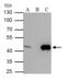 Isocitrate Dehydrogenase (NADP(+)) 1, Cytosolic antibody, GTX629818, GeneTex, Immunoprecipitation image 