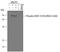 Ribosomal Protein S6 Kinase A5 antibody, AF1094, R&D Systems, Western Blot image 