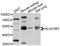 Aldehyde Dehydrogenase 3 Family Member B1 antibody, abx125514, Abbexa, Western Blot image 