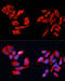 G250 antibody, 16-663, ProSci, Immunofluorescence image 