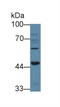 Activin A Receptor Type 1B antibody, LS-C292624, Lifespan Biosciences, Western Blot image 