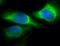 Serpin Family H Member 1 antibody, NBP2-22400, Novus Biologicals, Immunocytochemistry image 