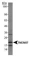 Transmembrane Protein 97 antibody, PA5-23004, Invitrogen Antibodies, Western Blot image 