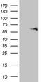 SHMT antibody, TA808846, Origene, Western Blot image 