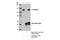 Cadherin-3 antibody, 14029S, Cell Signaling Technology, Immunoprecipitation image 