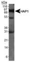 Apurinic/Apyrimidinic Endodeoxyribonuclease 1 antibody, NB110-74569, Novus Biologicals, Western Blot image 