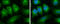 Tubulin Alpha 1a antibody, GTX109832, GeneTex, Immunocytochemistry image 