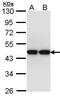 Actin Like 8 antibody, PA5-21788, Invitrogen Antibodies, Western Blot image 
