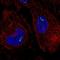 TOR antibody, HPA065620, Atlas Antibodies, Immunocytochemistry image 