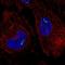 RORgt antibody, HPA065620, Atlas Antibodies, Immunocytochemistry image 