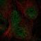 WDFY Family Member 4 antibody, PA5-59233, Invitrogen Antibodies, Immunofluorescence image 