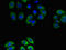 G Protein-Coupled Receptor 4 antibody, LS-C678132, Lifespan Biosciences, Immunofluorescence image 