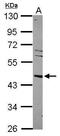 Nuclear Receptor Subfamily 1 Group H Member 3 antibody, PA5-29868, Invitrogen Antibodies, Western Blot image 