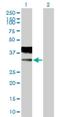 Calcium Voltage-Gated Channel Auxiliary Subunit Gamma 2 antibody, H00010369-B01P, Novus Biologicals, Western Blot image 