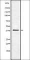 OBCAM antibody, orb337380, Biorbyt, Western Blot image 