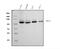 Ubiquitin Protein Ligase E3A antibody, M00582-1, Boster Biological Technology, Western Blot image 