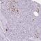 Lysophosphatidic Acid Receptor 4 antibody, HPA055571, Atlas Antibodies, Immunohistochemistry frozen image 
