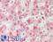 TMM25 antibody, LS-B11978, Lifespan Biosciences, Immunohistochemistry frozen image 