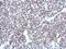 M31 antibody, NBP2-14899, Novus Biologicals, Immunohistochemistry frozen image 