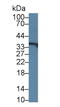 Regucalcin antibody, abx131539, Abbexa, Western Blot image 