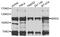 Bromodomain-containing protein 3 antibody, abx135725, Abbexa, Western Blot image 