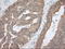 Nucleoredoxin Like 2 antibody, LS-C115264, Lifespan Biosciences, Immunohistochemistry frozen image 