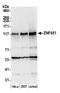 Zinc Finger Protein 451 antibody, A305-177A, Bethyl Labs, Western Blot image 
