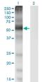 Solute Carrier Family 7 Member 1 antibody, H00006541-M02, Novus Biologicals, Western Blot image 