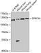 G Protein-Coupled Receptor Class C Group 6 Member A antibody, GTX64475, GeneTex, Western Blot image 