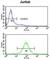 Propionyl-CoA Carboxylase Subunit Beta antibody, abx034131, Abbexa, Western Blot image 