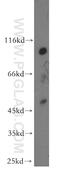 Oxysterol Binding Protein Like 9 antibody, 11879-1-AP, Proteintech Group, Western Blot image 