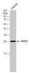 Heat Shock Protein Family B (Small) Member 1 antibody, GTX634459, GeneTex, Western Blot image 