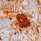 Insulin antibody, NB100-64697, Novus Biologicals, Immunohistochemistry frozen image 