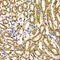 WNK Lysine Deficient Protein Kinase 3 antibody, 19-741, ProSci, Immunohistochemistry frozen image 