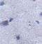 Acid Sensing Ion Channel Subunit 1 antibody, orb77726, Biorbyt, Immunohistochemistry paraffin image 