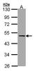 Thyroxine-binding globulin antibody, TA308829, Origene, Western Blot image 