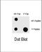Mitogen-activated protein kinase kinase kinase 1 antibody, abx031942, Abbexa, Dot Blot image 